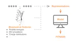 Multimodal Representation Learning for Proteins