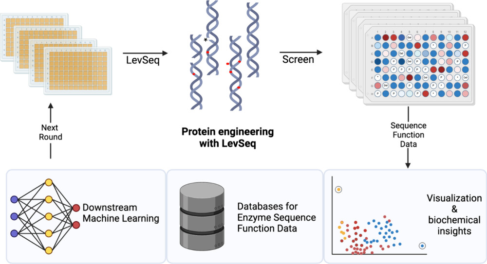 Labseq Api LevSeq: Rapid Generation of Sequence-Function Data for Directed ...